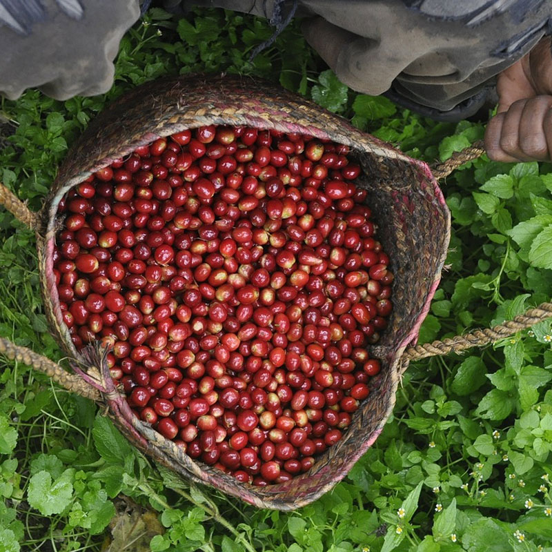 Coffee-Beans-in-a-bag